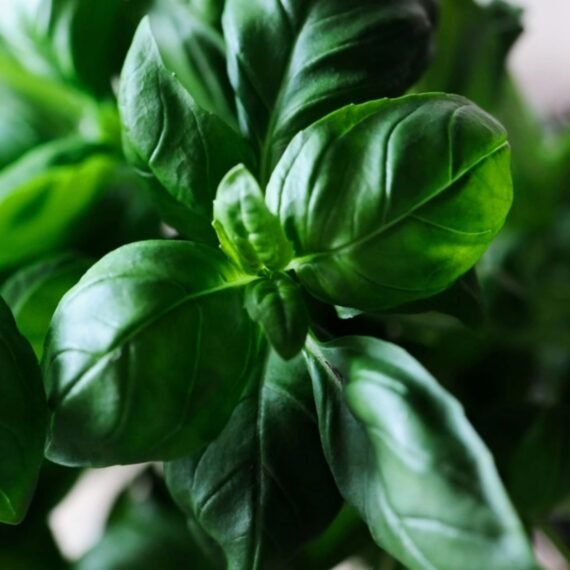 ⁦Basil Essential Oil⁩ - الصورة ⁦2⁩