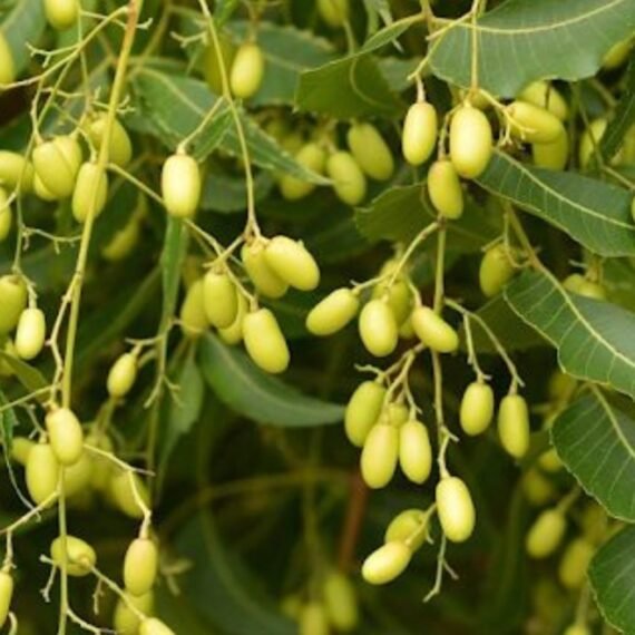 ⁦Neem Oil⁩ - الصورة ⁦2⁩