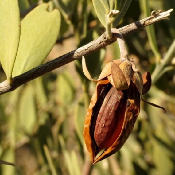 ⁦Jojoba Oil⁩ - الصورة ⁦2⁩