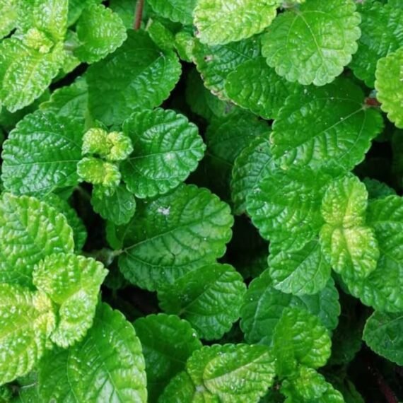 Peppermint Hydrosol