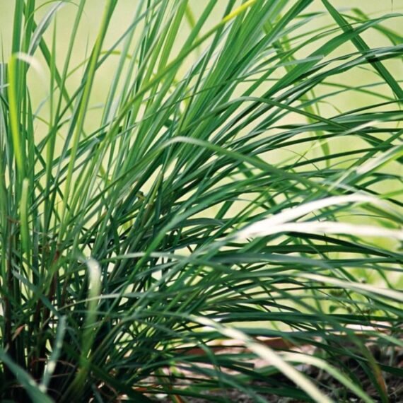 Lemongrass Hydrosol