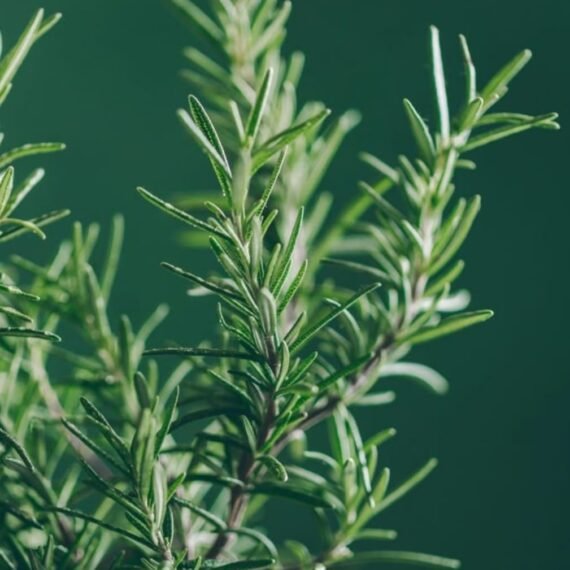 Rosemary Hydrosol