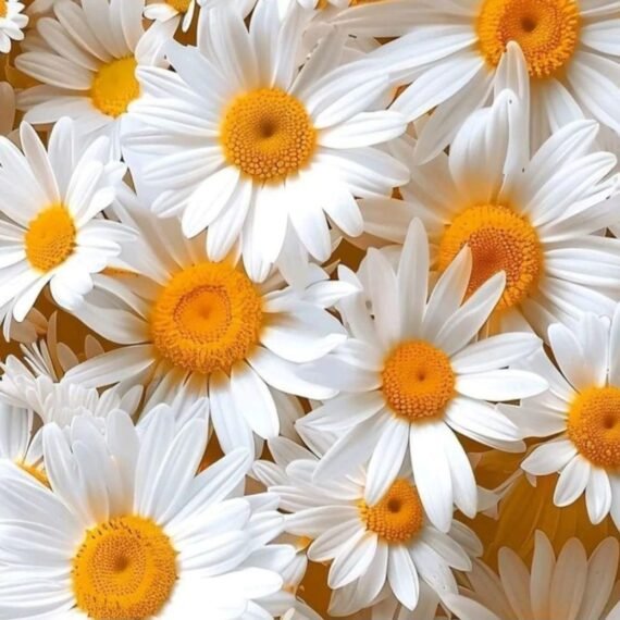 Chamomile Hydrosol