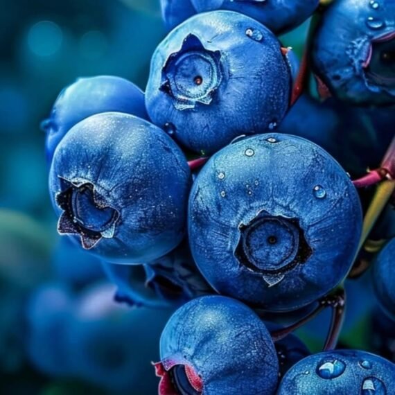 Wild Berry Fragrance