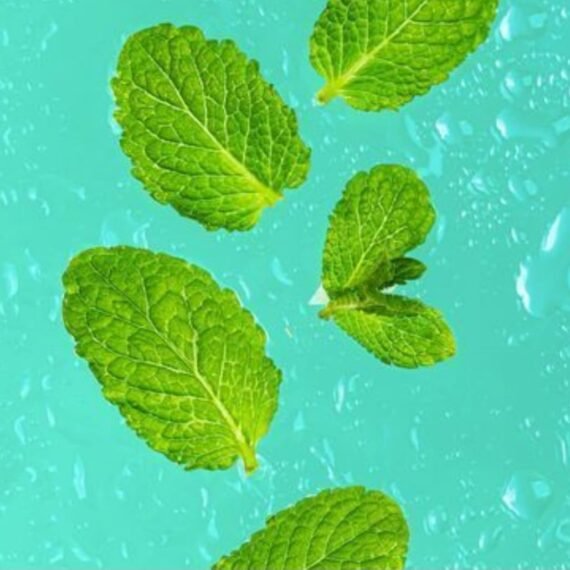Mint Fragrance