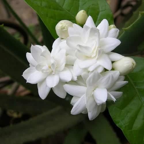 Foll fragrance