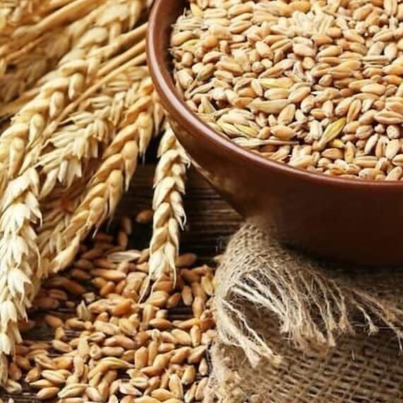 ⁦Wheat Germ Oil⁩ - الصورة ⁦2⁩
