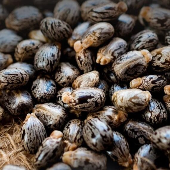 ⁦Castor Oil⁩ - الصورة ⁦2⁩