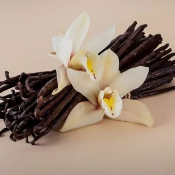 Vanilla Fragrance