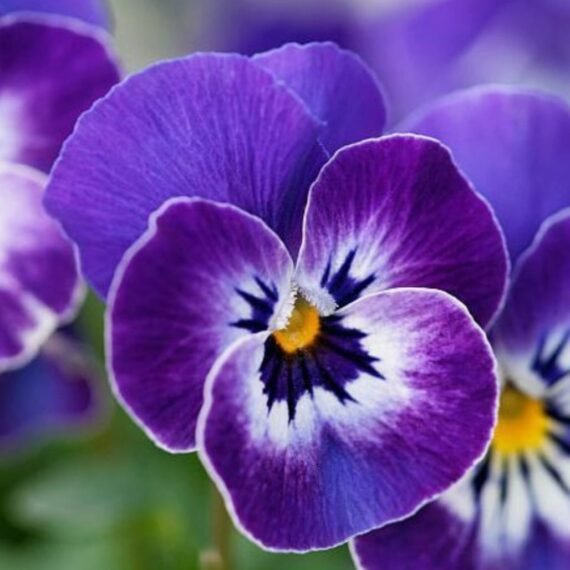 Violet Fragrance