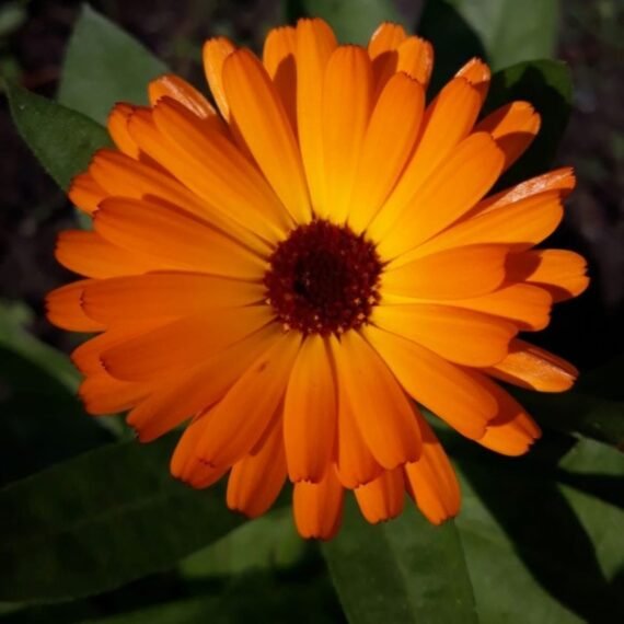⁦Calendula CO² Extract⁩ - الصورة ⁦2⁩