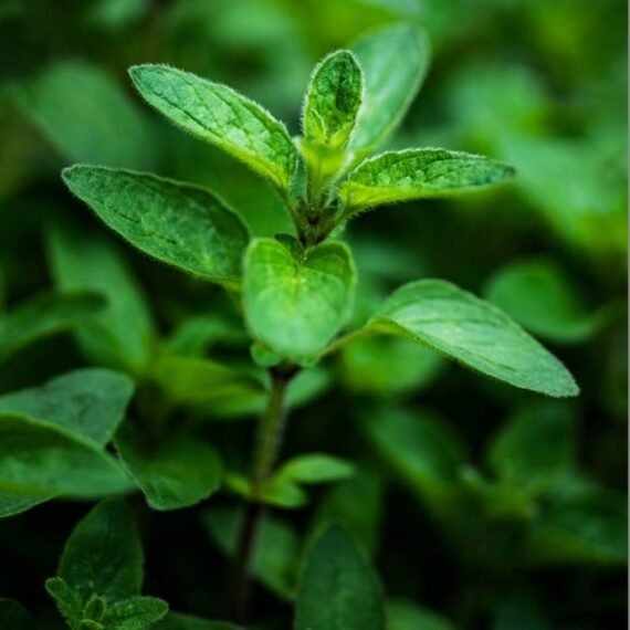 ⁦Marjoram CO² Extract⁩ - الصورة ⁦2⁩