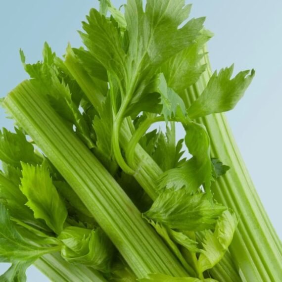 ⁦Celery CO² Extract⁩ - الصورة ⁦2⁩