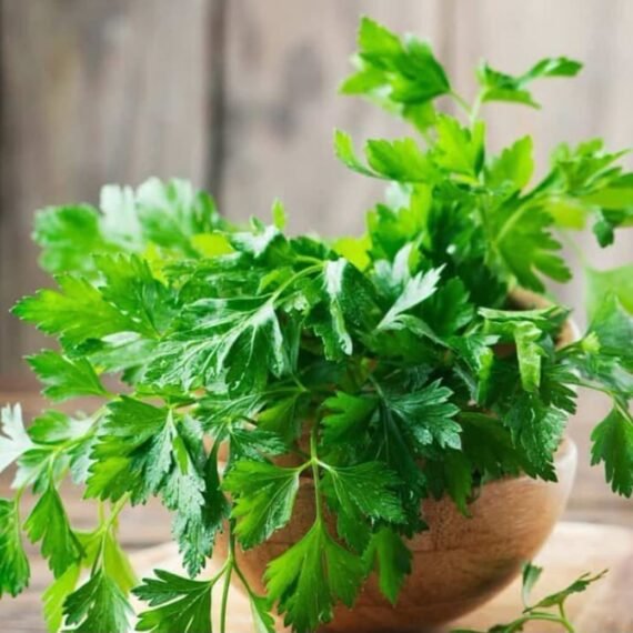 ⁦Parsley CO² Extract⁩ - الصورة ⁦2⁩
