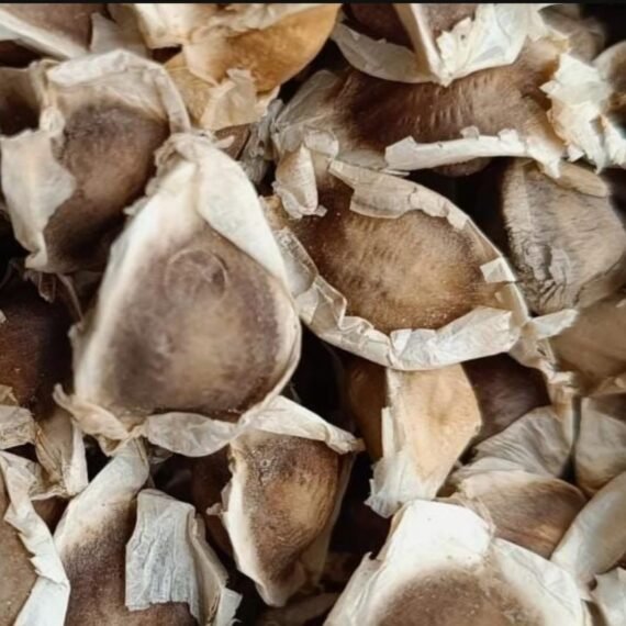 ⁦Moringa Seed Oil⁩ - الصورة ⁦2⁩