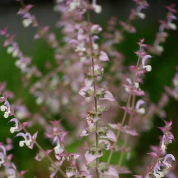 ⁦Clary Sage Essential Oil⁩ - الصورة ⁦2⁩