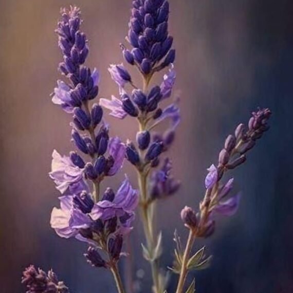 ⁦Lavender Essential Oil⁩ - الصورة ⁦2⁩