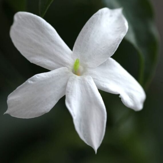 ⁦Jasmine Absolute⁩ - الصورة ⁦2⁩