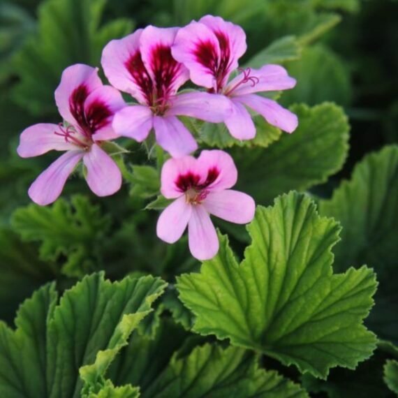 ⁦Geranium Essential Oil⁩ - الصورة ⁦2⁩