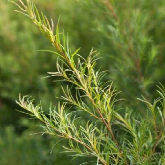⁦Tea Tree Essential Oil⁩ - الصورة ⁦2⁩
