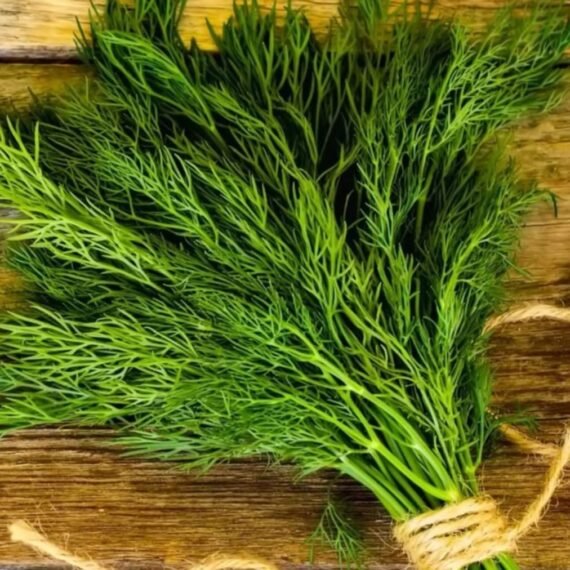 ⁦Dill CO² Extract⁩ - الصورة ⁦2⁩