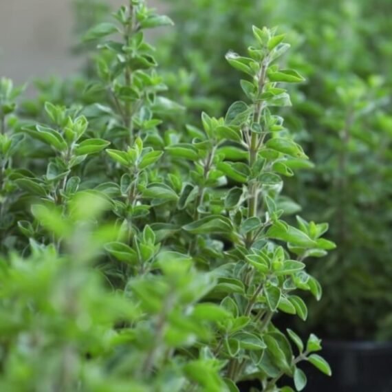 ⁦Oregano CO² Extract⁩ - الصورة ⁦2⁩
