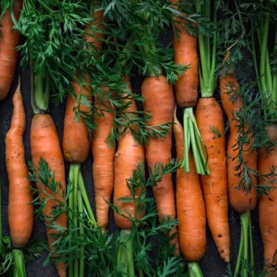 ⁦Carrot CO² Extract⁩ - الصورة ⁦2⁩