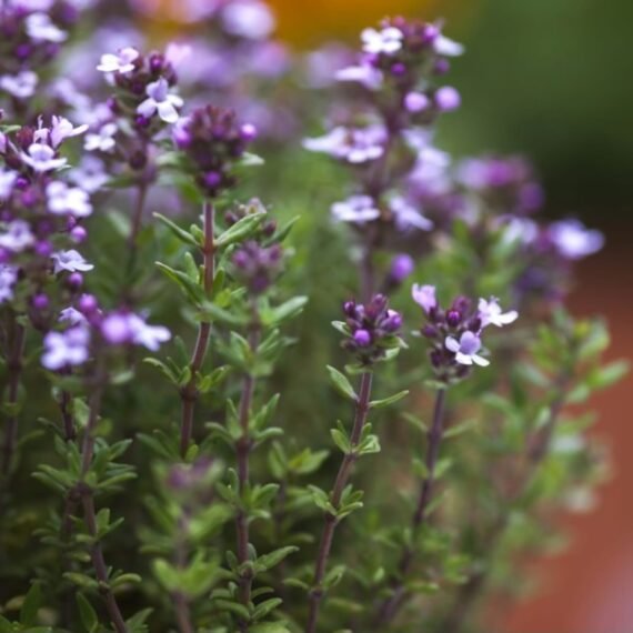 ⁦Thyme Essential Oil⁩ - الصورة ⁦2⁩