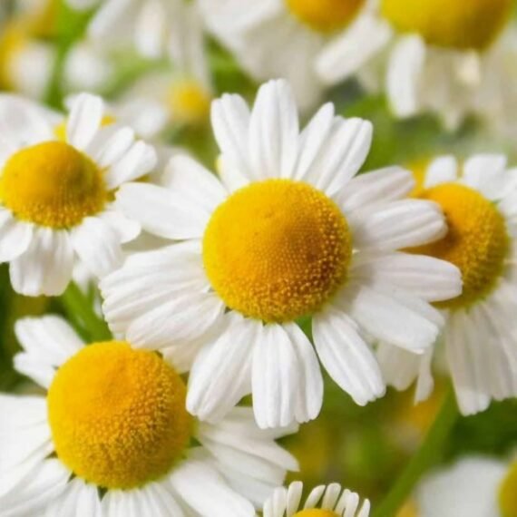 ⁦Chamomile Essential Oil⁩ - الصورة ⁦2⁩