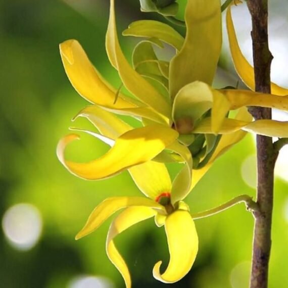 ⁦Ylang Ylang Essential Oil⁩ - الصورة ⁦2⁩