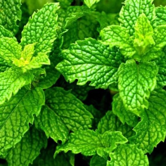 ⁦Spearmint Essential Oil⁩ - الصورة ⁦2⁩