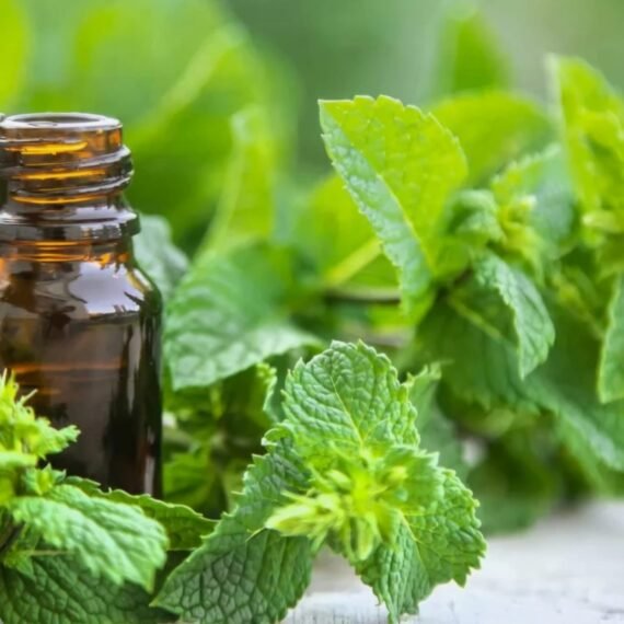 Spearmint Essential Oil