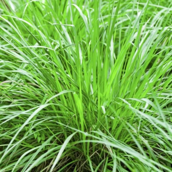 ⁦Lemongrass Essential Oil⁩ - الصورة ⁦2⁩