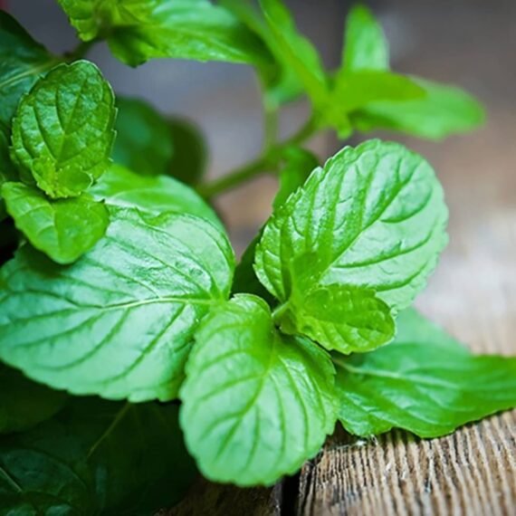 Peppermint Essential Oil