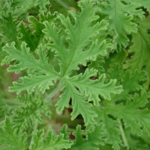 ⁦Citronella Essential Oil⁩ - الصورة ⁦2⁩