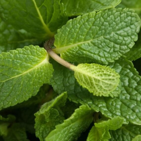 Spearmint Hydrosol
