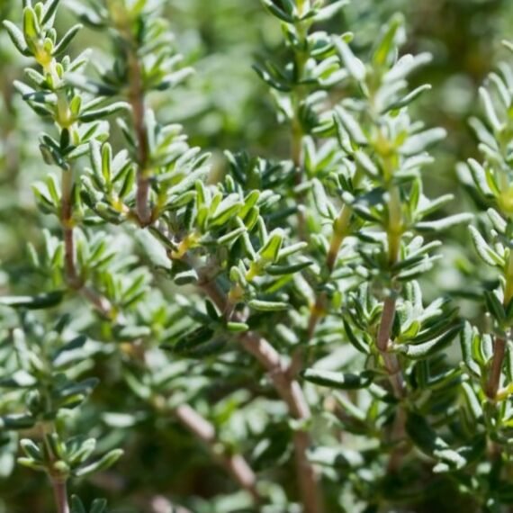 Thyme Hydrosol