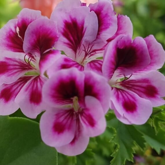 Geranium Hydrosol