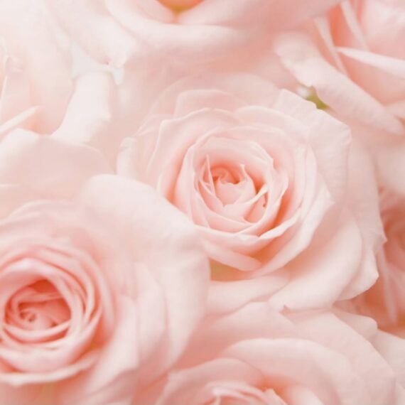 Rose Hydrosol